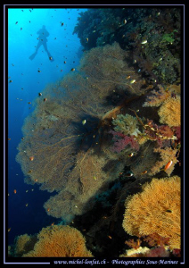 The beauties of the Red Sea... Que du bonheur... Diving E... by Michel Lonfat 